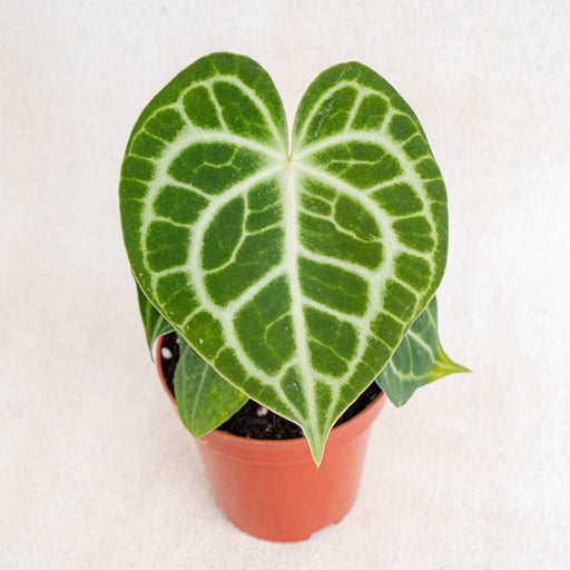 anthurium clarinervium matuda Anthurium Queen Clarinervium — Aroidasia