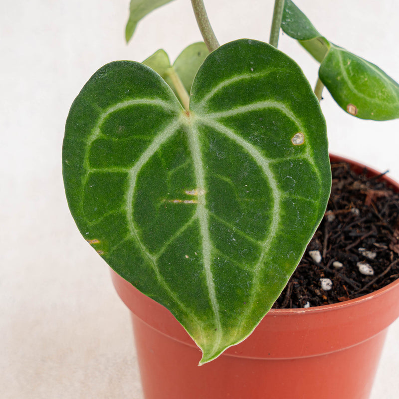 anthurium clarinervium buy australia Anthurium Queen Clarinervium — Aroidasia
