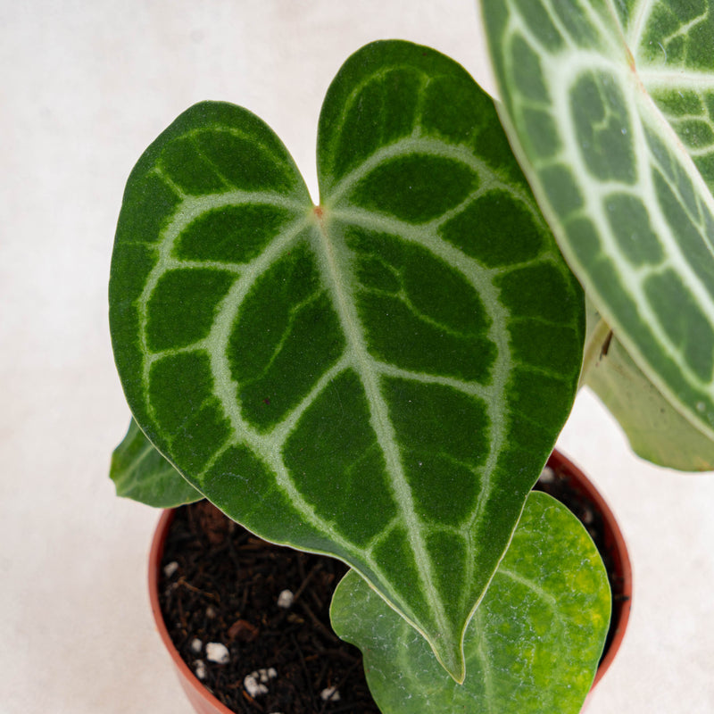 Anthurium queen clarinervium-Aroidasia