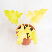 Philodendron warscewiczii aurea flavum-Aroidasia