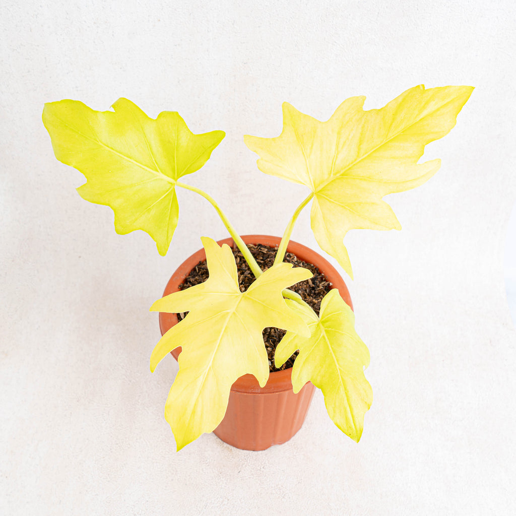 philodendron warszewiczii 'aurea flavum' Philodendron Warscewiczii Aurea Flavum — Aroidasia
