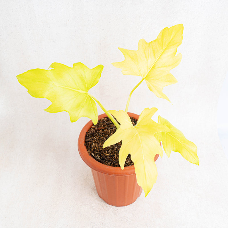 Philodendron warscewiczii aurea flavum-Aroidasia