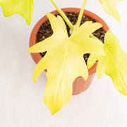 Philodendron warscewiczii aurea flavum-Aroidasia