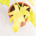 Philodendron warscewiczii aurea flavum-Aroidasia