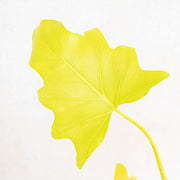 Philodendron warscewiczii aurea flavum-Aroidasia