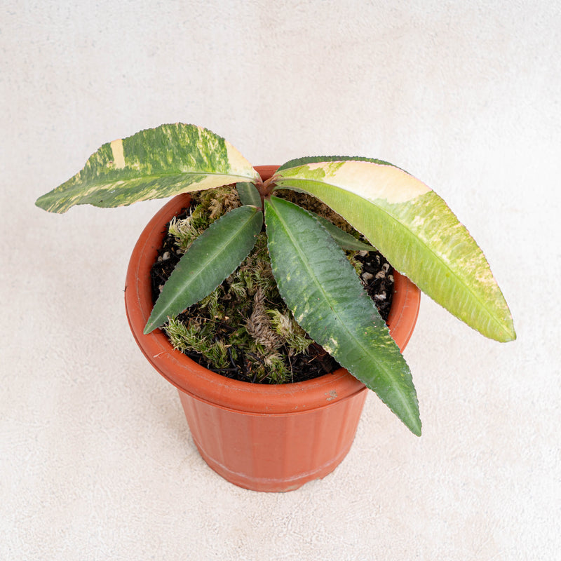 Labisia SP Borneo variegated-Aroidasia