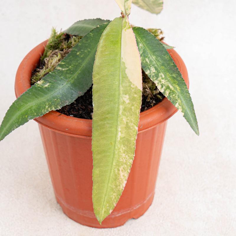 Labisia SP Borneo variegated-Aroidasia