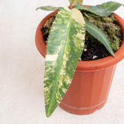 Labisia SP Borneo variegated-Aroidasia