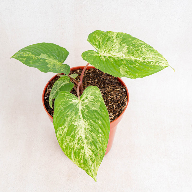 Homalomena red stem variegated-Aroidasia