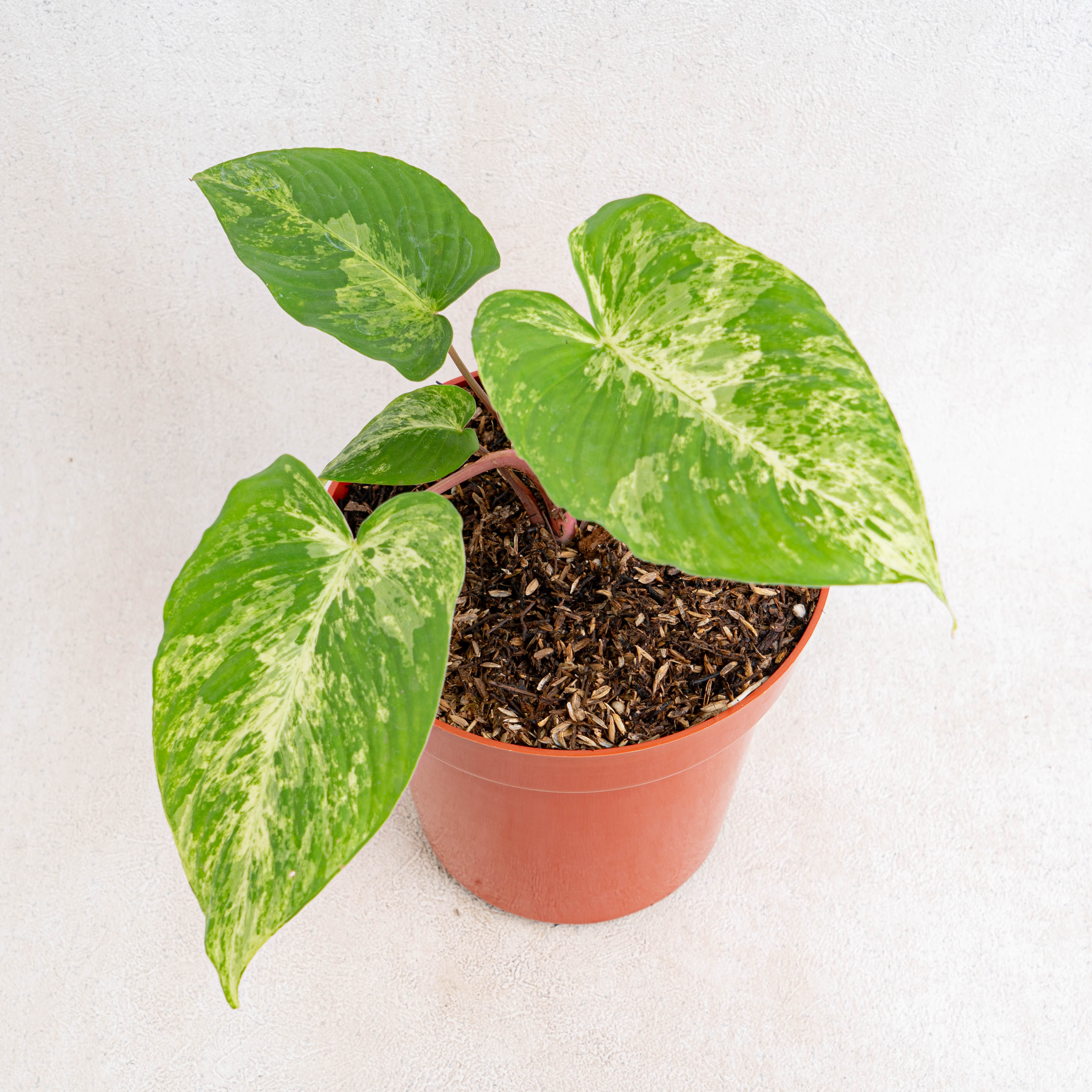 Homalomena Red Stem Variegated — Aroidasia