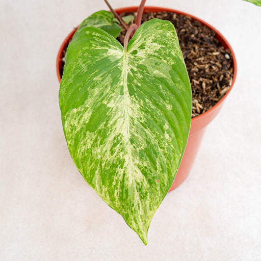philodendron homalomena Homalomena Red Stem Variegated — Aroidasia