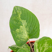 Homalomena red stem variegated-Aroidasia