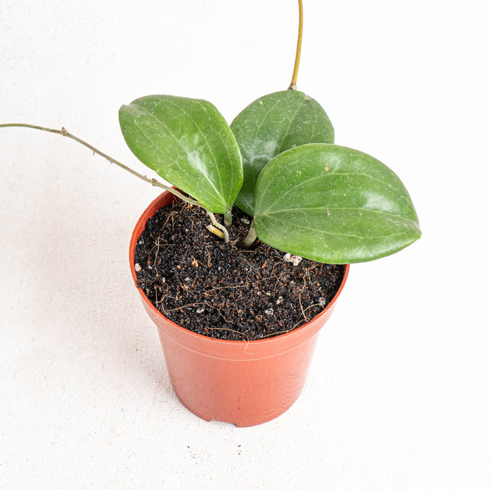 Hoya quinquenervia