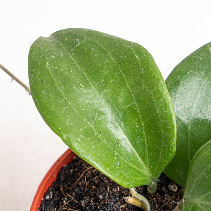 Hoya quinquenervia