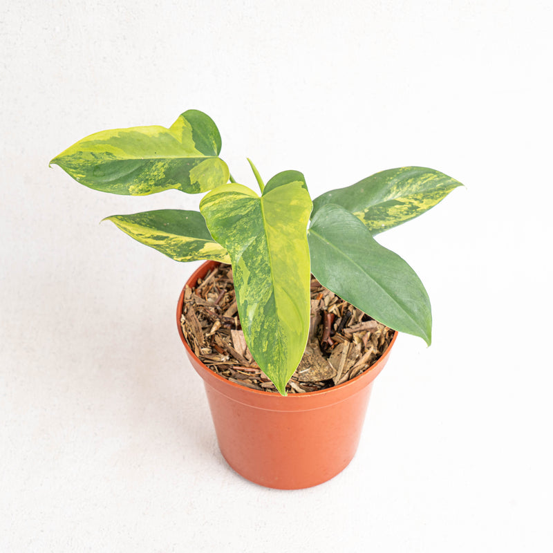 Philodendron Violin Variegated