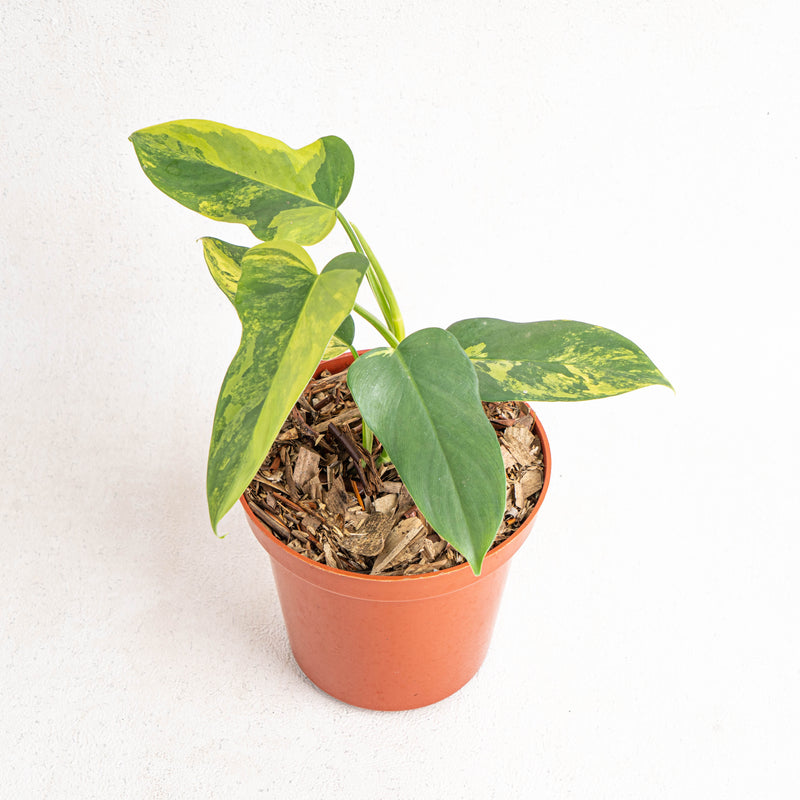 Philodendron Violin Variegated