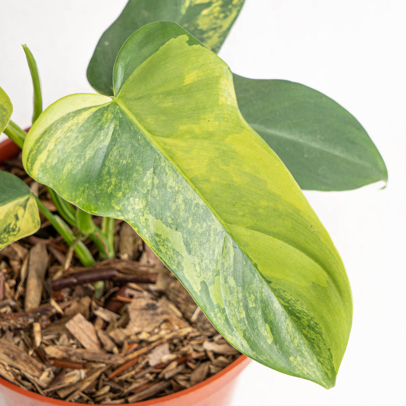 Philodendron Violin Variegated