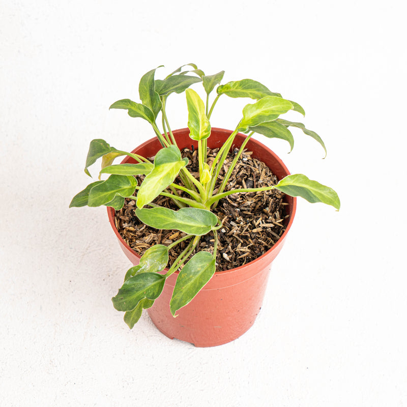 Philodendron Xanadu Variegated