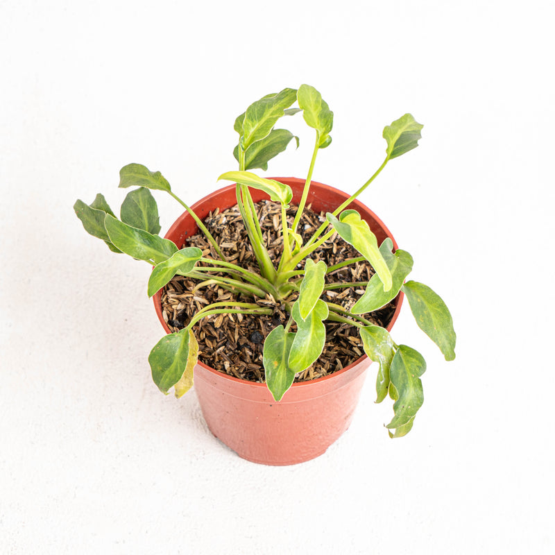 Philodendron Xanadu Variegated