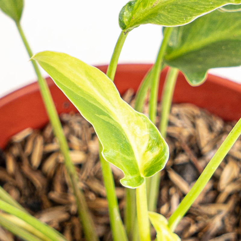 Philodendron Xanadu Variegated