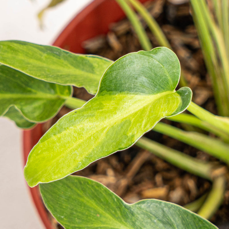 Philodendron Xanadu Variegated