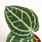 Anthurium minahasa