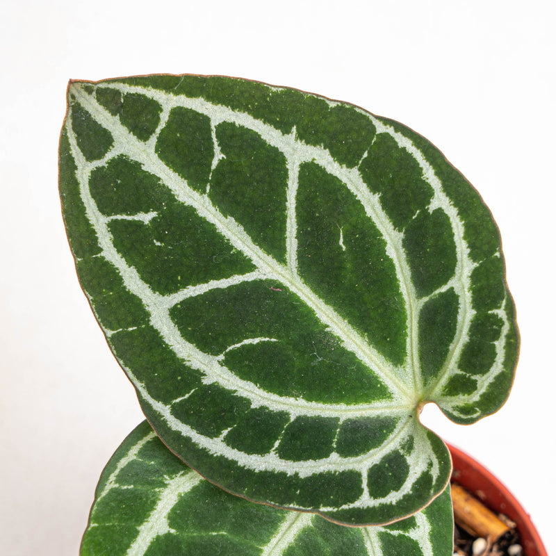 Anthurium minahasa