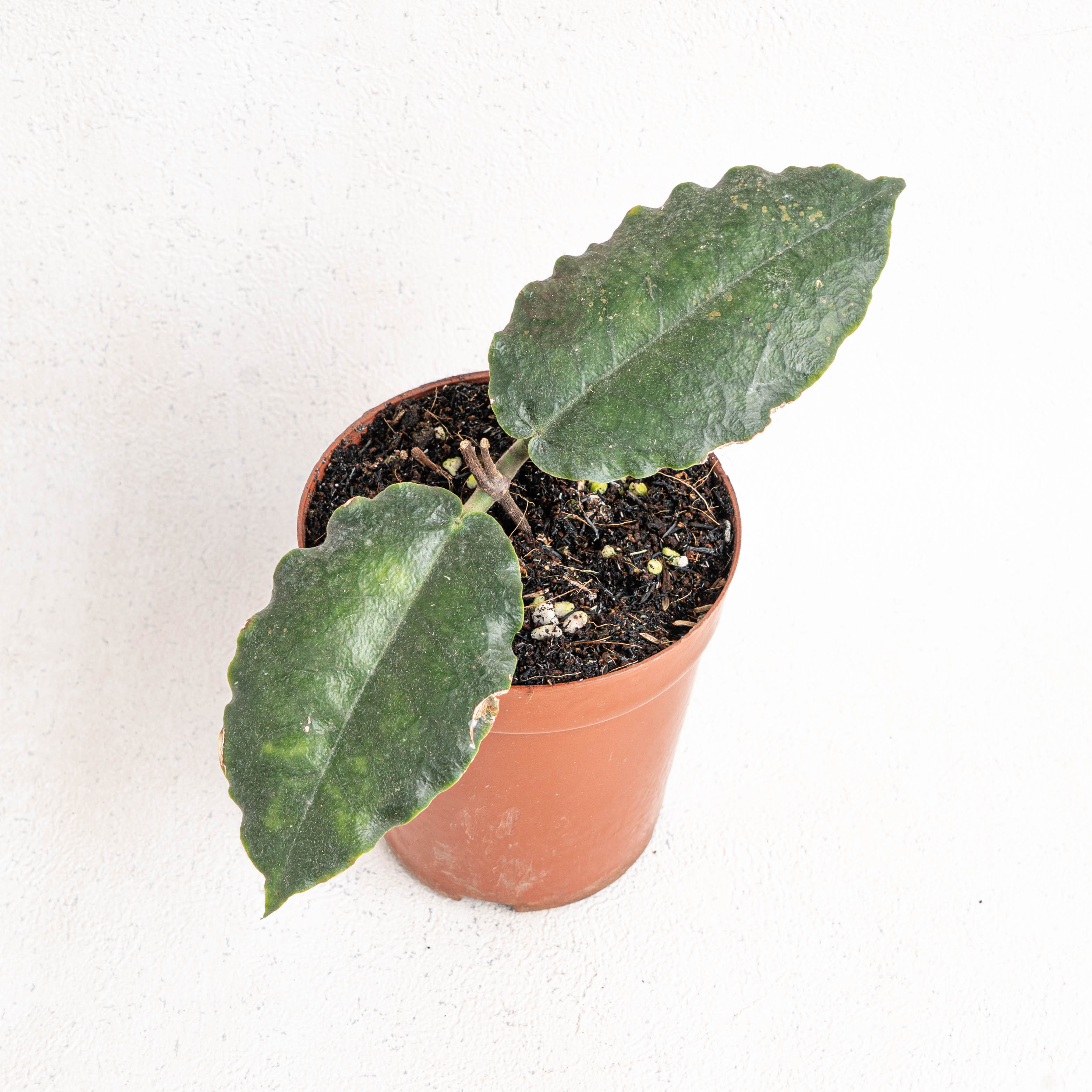 Hoya Versteegii — Aroidasia