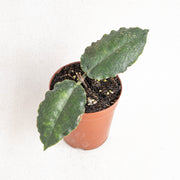 Hoya verstegii
