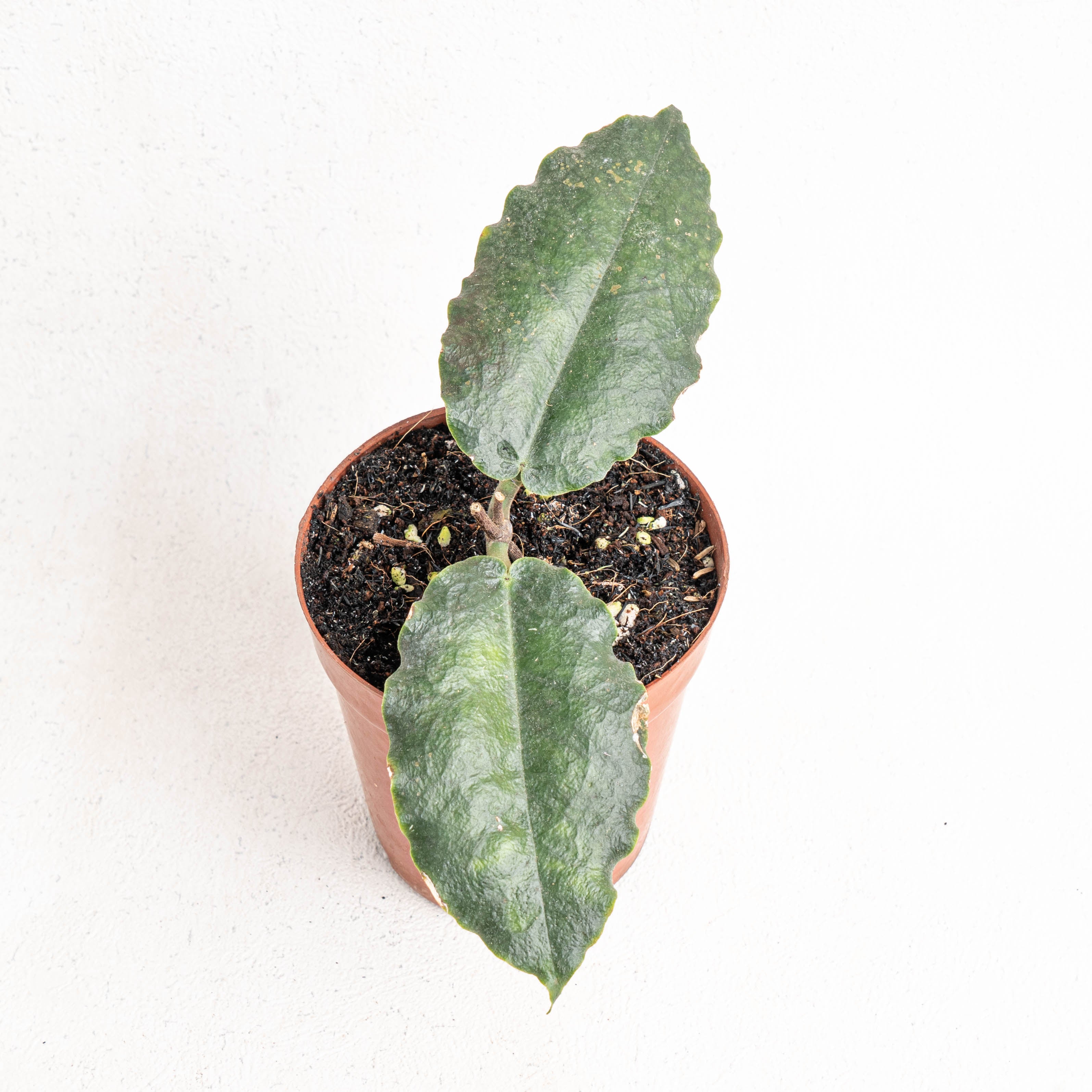 Hoya Versteegii — Aroidasia