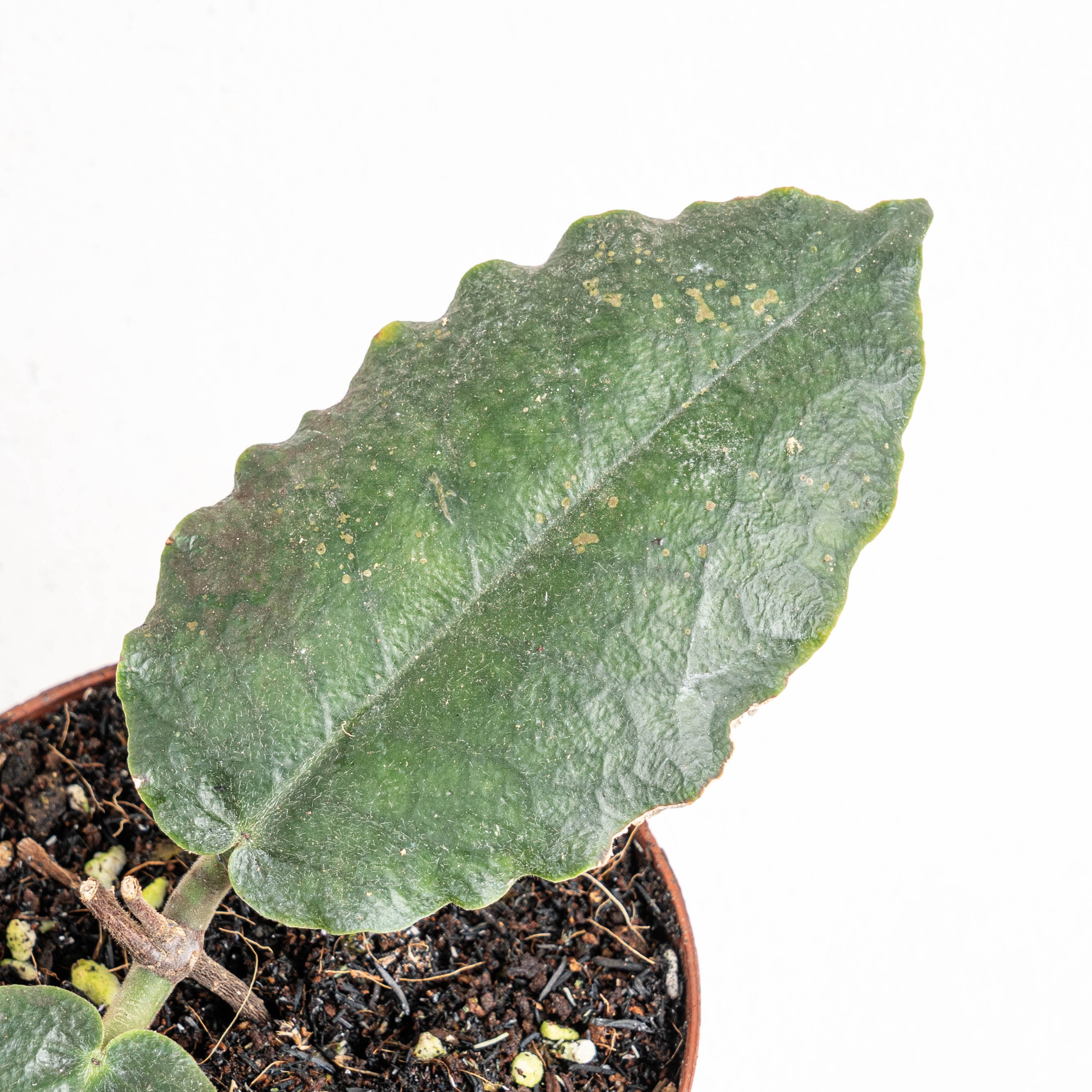 Hoya Versteegii — Aroidasia