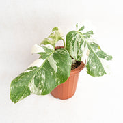 Monstera white tiger