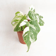 Monstera white tiger