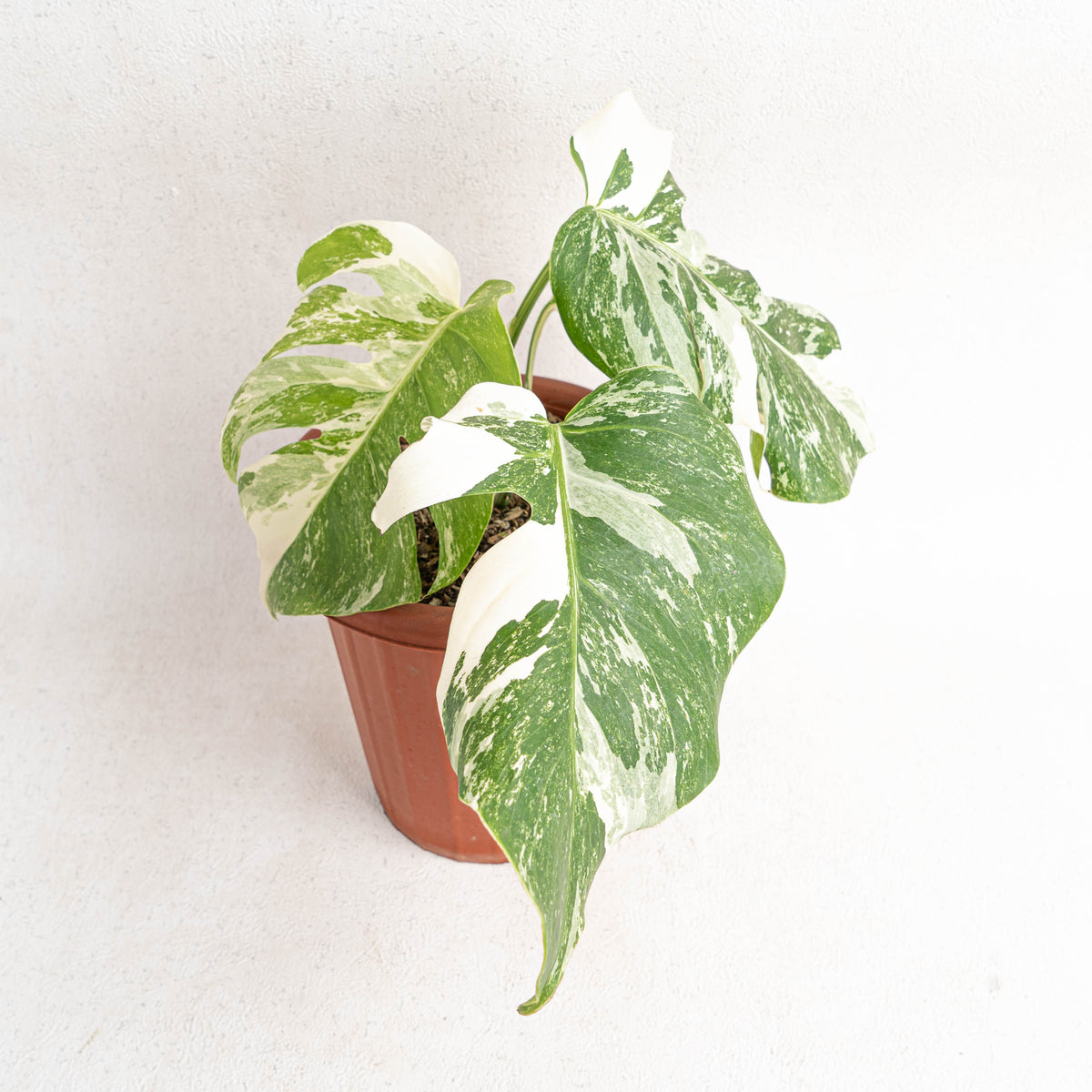Monstera Albo White Tiger