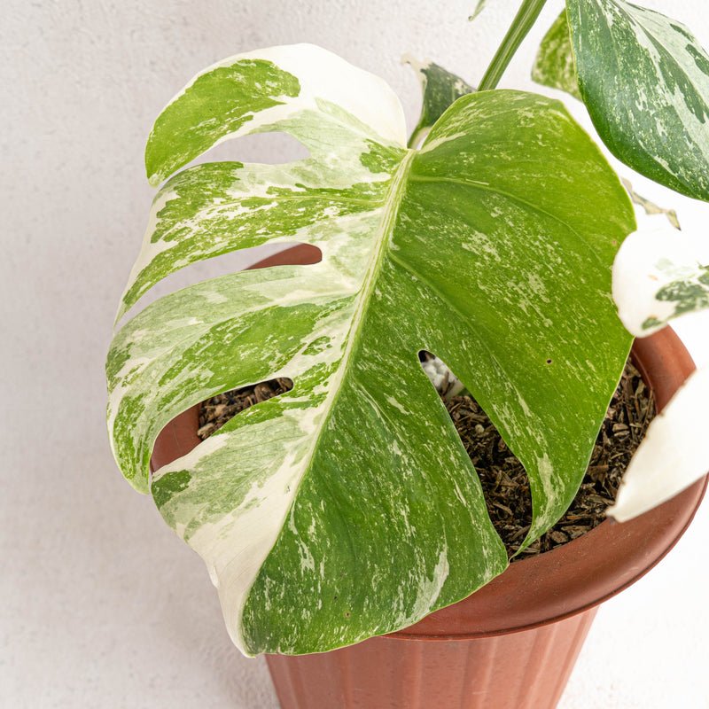 monstera white tiger plant Monstera Albo White Tiger — Aroidasia