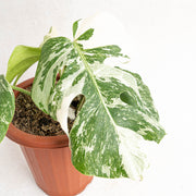 Monstera white tiger