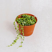 String of pearls variegated