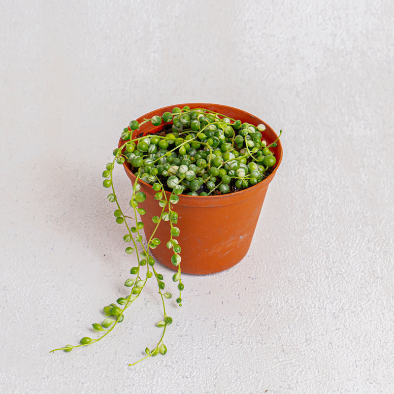 String of pearls variegated