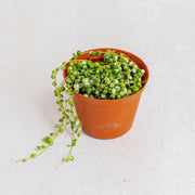 String of pearls variegated