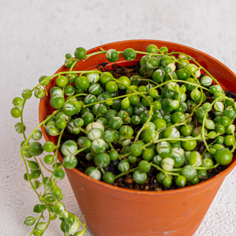 String of pearls variegated