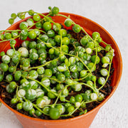String of pearls variegated