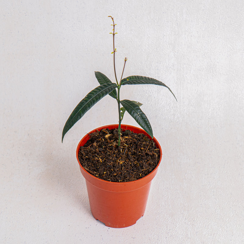 Labisia SP 'Black Bone'