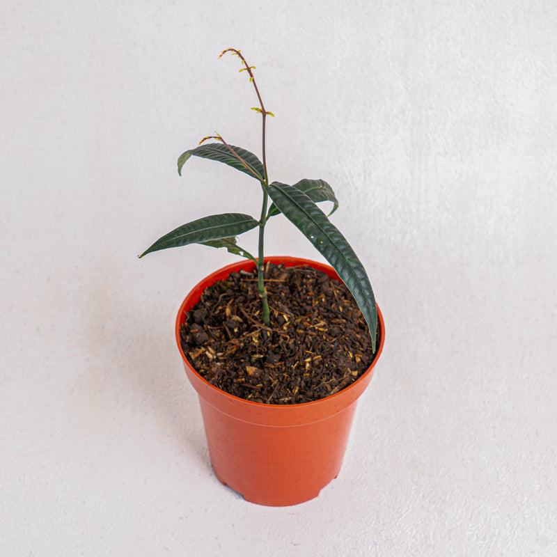 Labisia SP 'Black Bone'