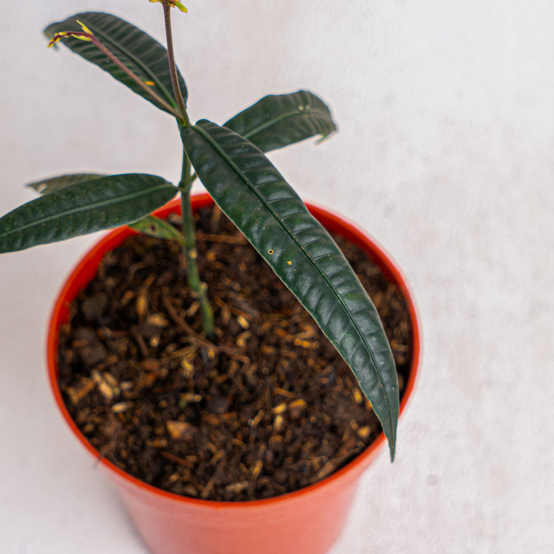 Labisia SP 'Black Bone'