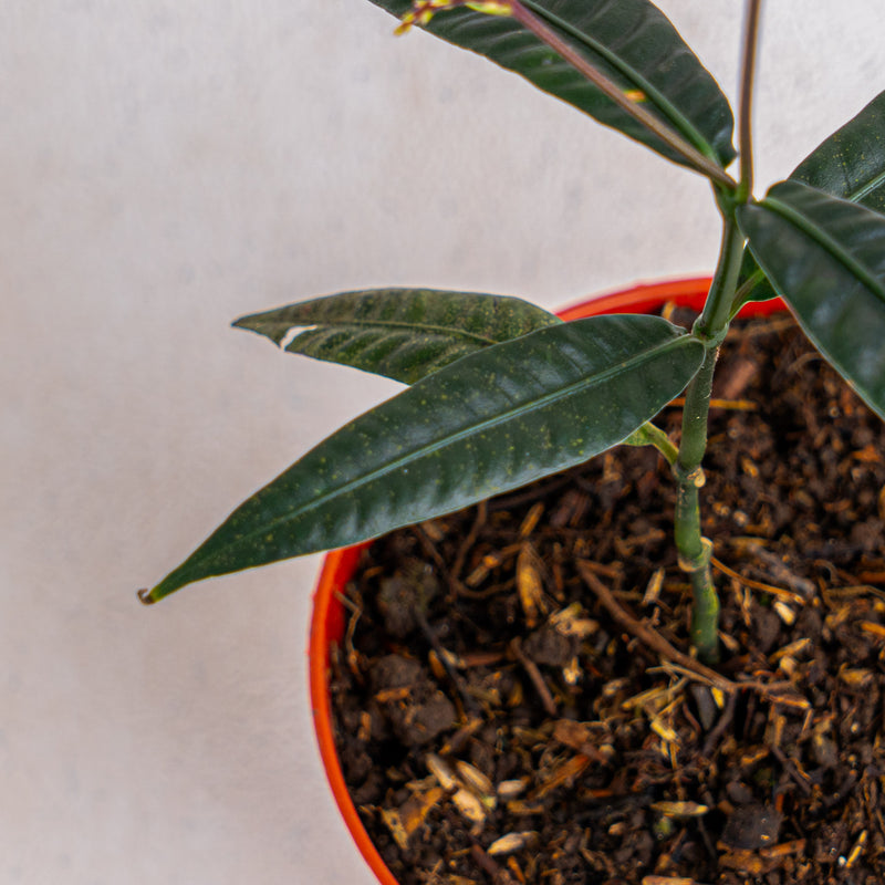 Labisia SP 'Black Bone'