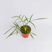 Philodendron polypodioides