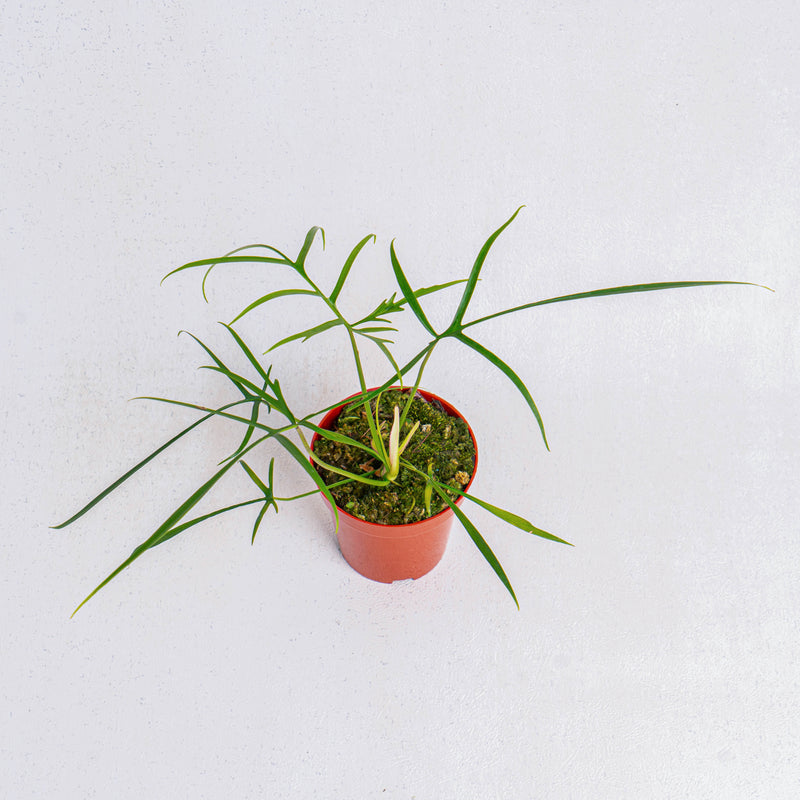 Philodendron polypodioides