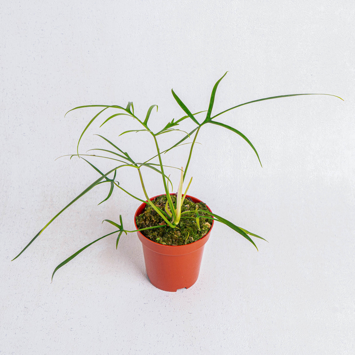 philodendron polypodioides care Philodendron Polypodioides