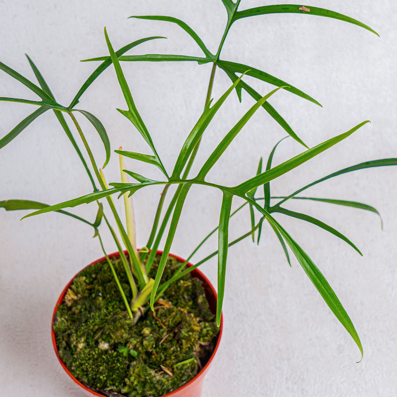 philodendron polypodioides for sale Philodendron polypodioides (wk10-A)