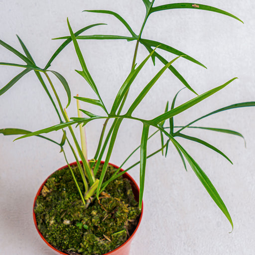 philodendron polypodioides care Philodendron polypodioides (wk10-A)